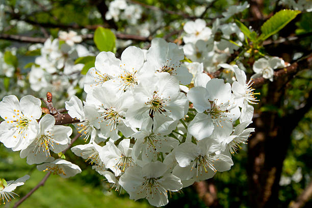 istock Cherry flowers in the garden 596780644