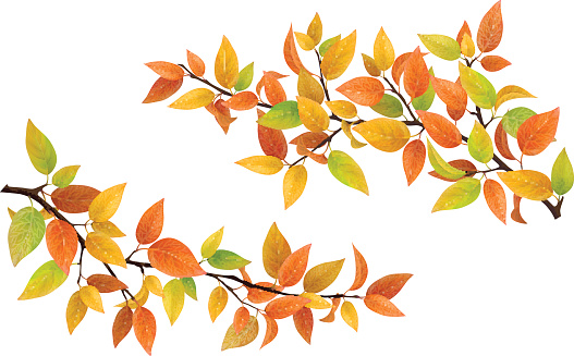 Tree branch with autumn leaves green, red and yellow. Vector set detailed element.