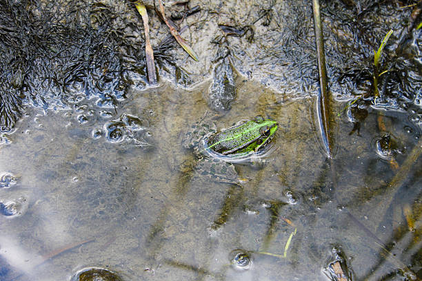 istock Frogs in the swamp 596781518