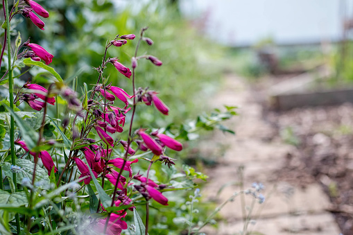 Garnet Penstemon Flowers Growing By Garden Path