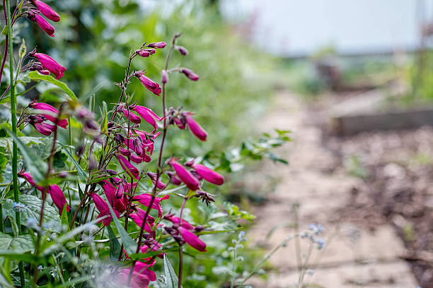 Garnet Penstemon Flowers Growing By Garden Path Garnet Penstemon Flowers Growing By Garden Path foxglove photos stock pictures, royalty-free photos & images