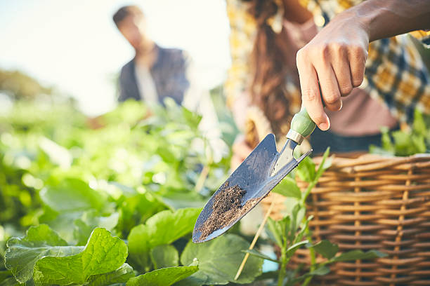 pala de mano en granja orgánica - hand shovel fotografías e imágenes de stock