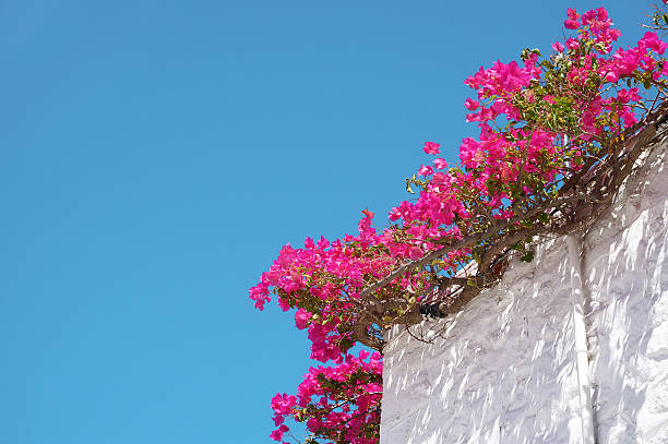 Close up of bougainvillea flowers tree over white architecture of Santorini, Greece
