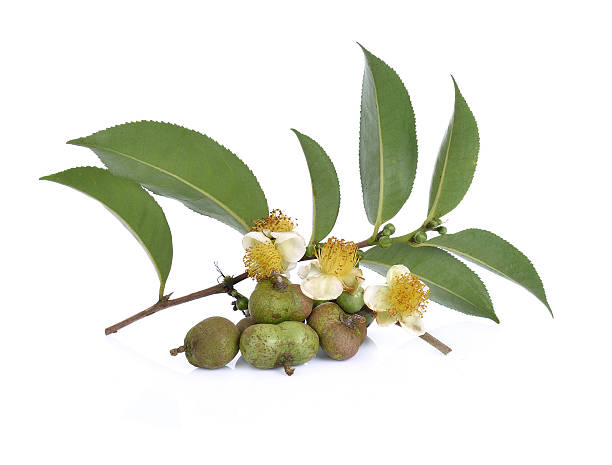 istock tea seeds ,Flowers, leaves on white background 596784746