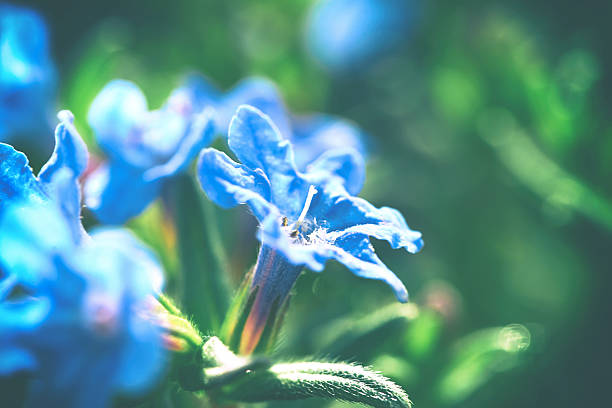 istock Blue flowers closeup on the green background 596784874