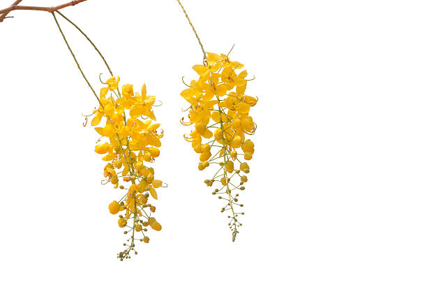 istock Golden Flower or Cassia Fistula 596784892