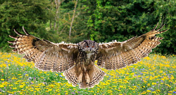 Eagle owl Eagle owl in flight over a meadow eurasian eagle owl stock pictures, royalty-free photos & images