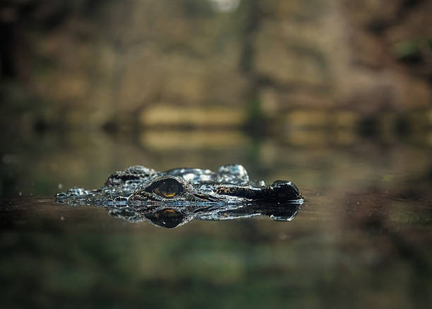 istock wild reptile in nature 596786510