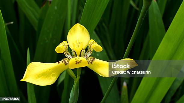 Flor Amarilla Del Iris Andante Foto de stock y más banco de imágenes de Aire libre - Aire libre, Amarillo - Color, Azafrán - Familia del Iris - iStock Flor Amarilla Del Iris Andante Foto de stock y más banco de imágenes de Aire libre - Aire libre, Amarillo - Color, Azafrán - Familia del Iris - iStock