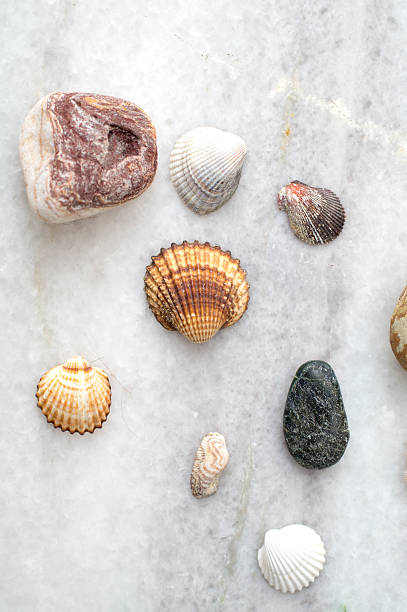 istock Collection of sea  shells and rocks 596788490