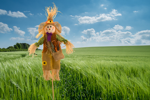 Smiling Scarecrow in Barley Field with blue sky