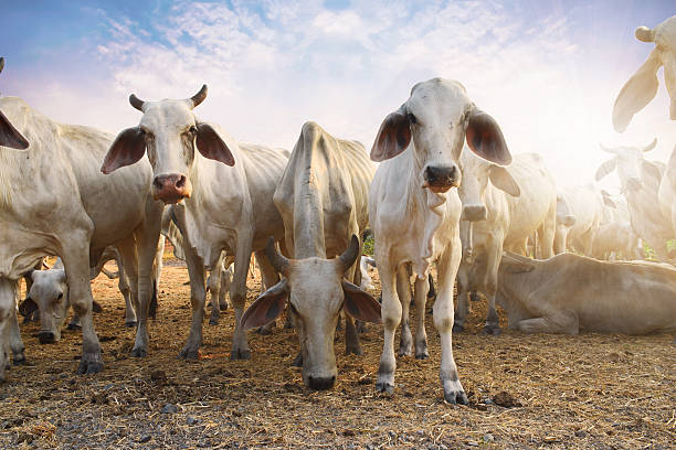 istock Herd of cows eating grass at sunset. 596790356