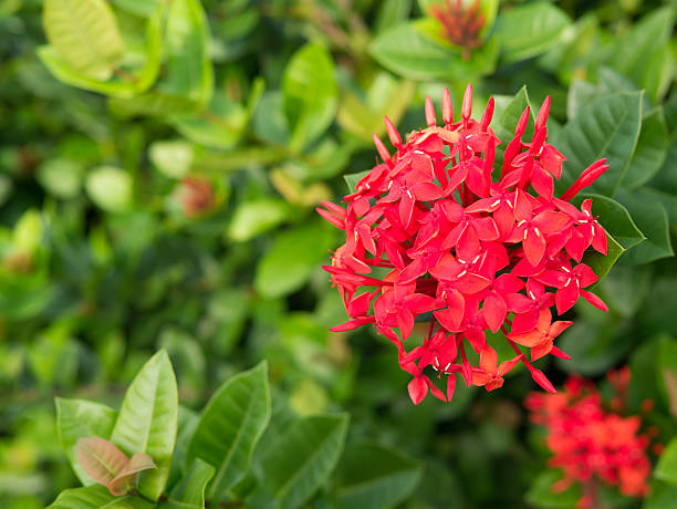 istock red blooming ixora and red ixora buds 596790554