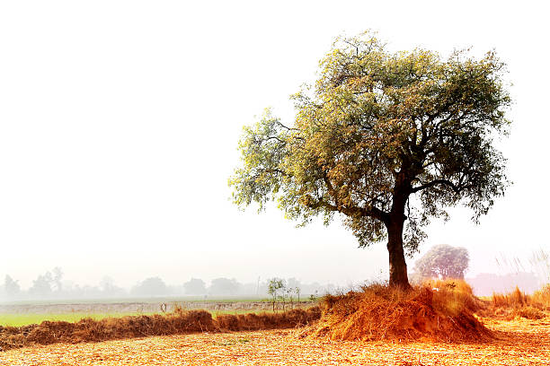 lonely tree 春 - azadirachta indica ストックフォトと画像