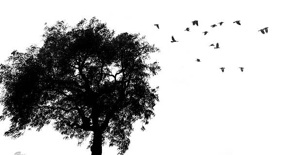 Tree and birds silhouette Beautiful nature landscape, flying crow birds in V-formation over tree.  crow bird photos stock pictures, royalty-free photos & images