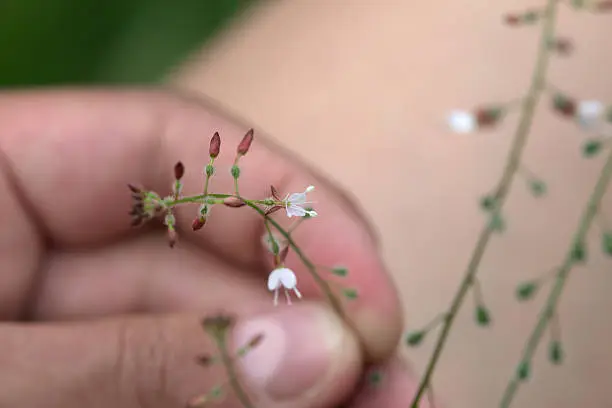 Circaea lutetiana (enchanters nightshade) plant held in hand.