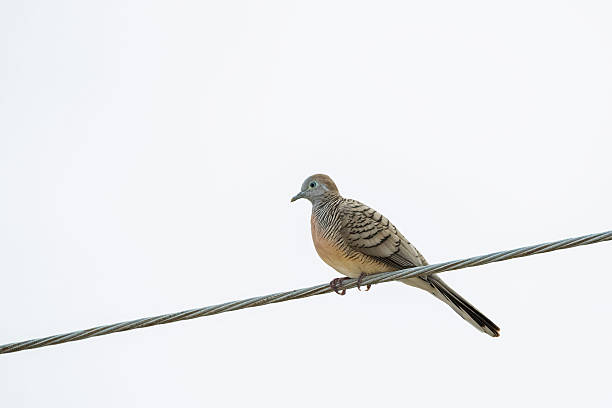 istock Zebra Dove, barred ground dove bird perching on power line 596792230