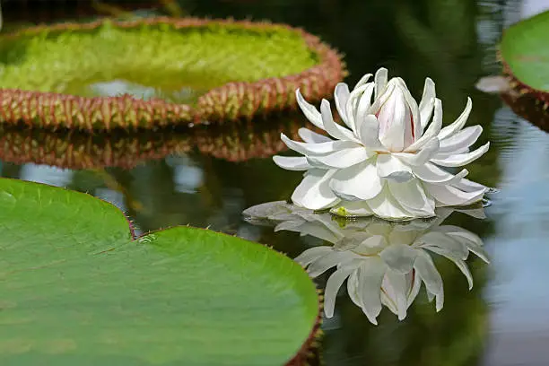 Huge white flower of Giant Waterlily (Victoria amazonica) blossoming in pond, Adelaide, South Australia