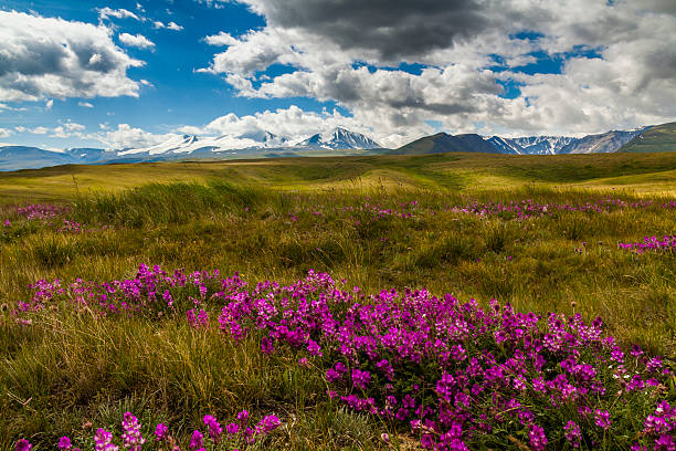 istock Field with wild flowers and mountains on the background. 596793224