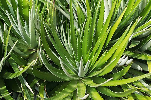190+ Dyckia Stock Photos, Pictures & Royalty-Free Images - iStock