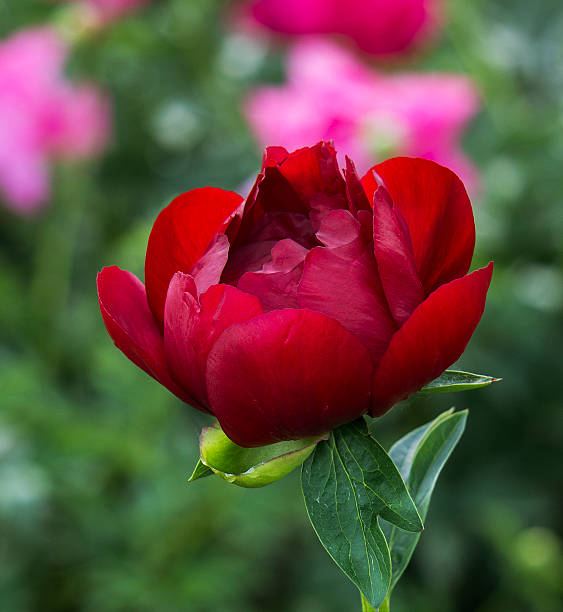 Red peony stock photo