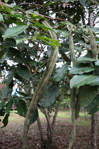 Inga edulis pod trees in Amazon Tropical Rainforest, Brazil stock photo