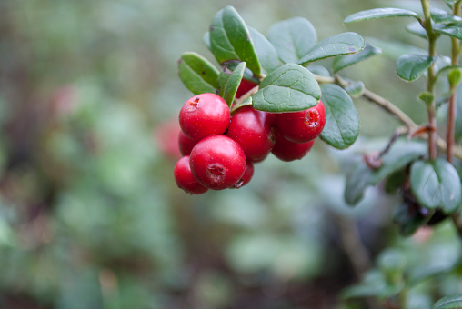 ripe cranberries on branches in the russian forest