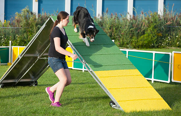 Russell Terrier on a dog agility course