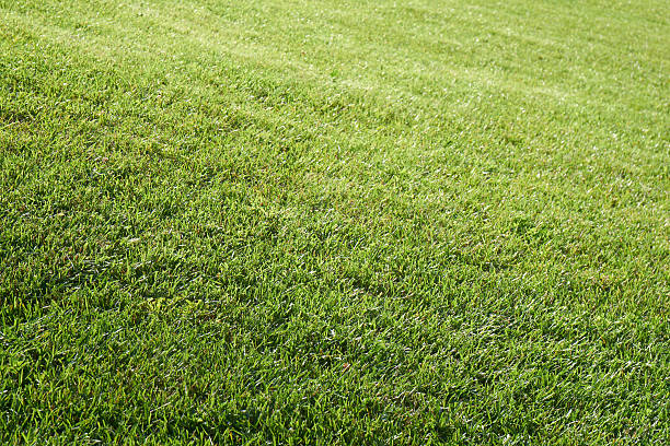 istock Lawn of green grass 596799414