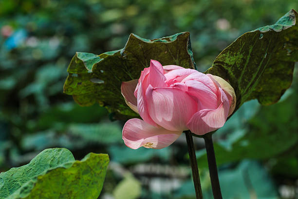 istock Lotus flower,lotus. 596800074