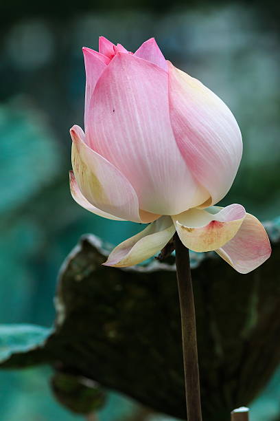 istock Lotus flower,lotus. 596800394