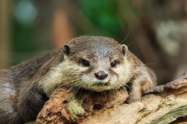 istock An oriental small-clawed otter , Aonyx cinerea, Asian small-clawed otter. 596801188