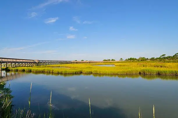 Photo of Assateague Seashore Life of the Marsh Trail