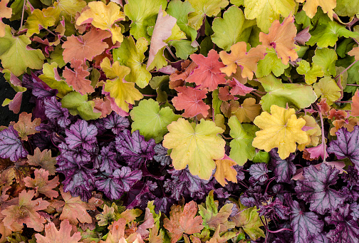 Heuchera, Coral Bells, as an Autumn plant background. Beautiful Fall foliage with green, yellow, purple and coral leaves. Perfect image for any Fall project.