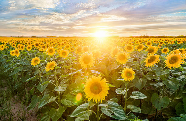 istock Sunset of Sunflowers Field 596802060