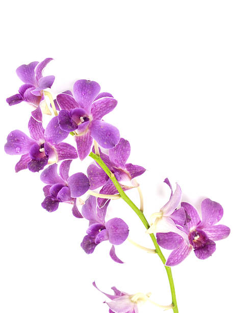 istock beautiful orchid isolated on white background 596805040