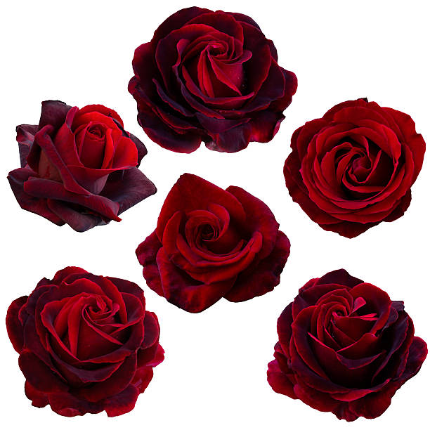 istock collage of red roses 596806312