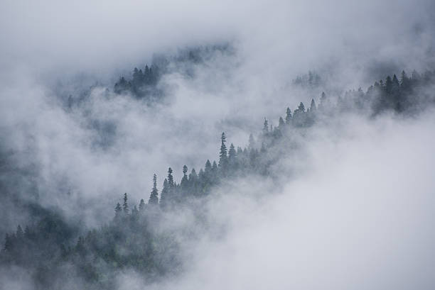 istock Fog in mountains. Forest in a cloud. Zen-like nature background 596807606