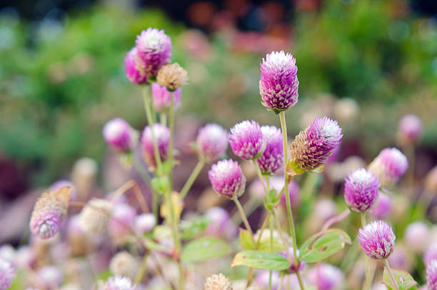 istock Globe Amaranth Flower with selective focus and blurred backgroun 596807660