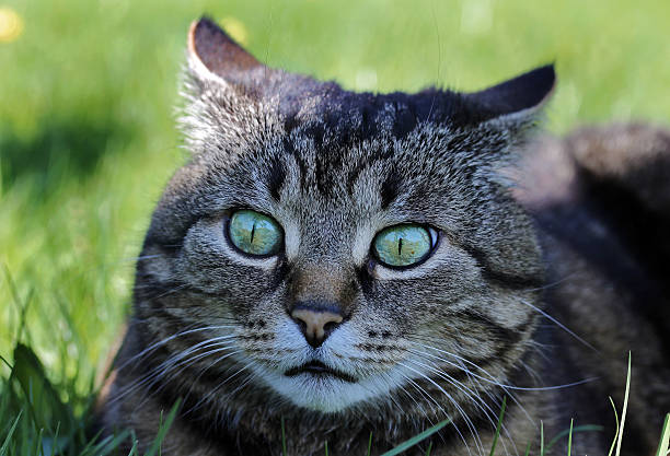 istock funny strange look of a cat 596809474