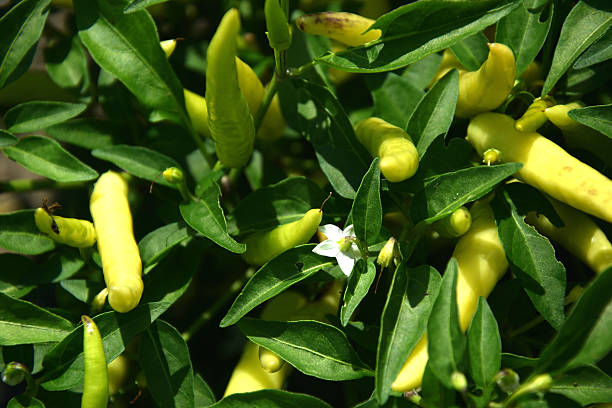 Chili Flower stock photo