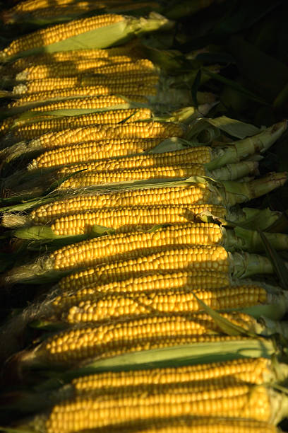 Corn row stock photo