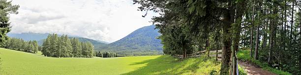 imagem panorâmica de um prado de montanha no tirol - bergwiese - fotografias e filmes do acervo