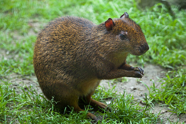 aguti america centrale (dasyprocta punctata) - agouti foto e immagini stock