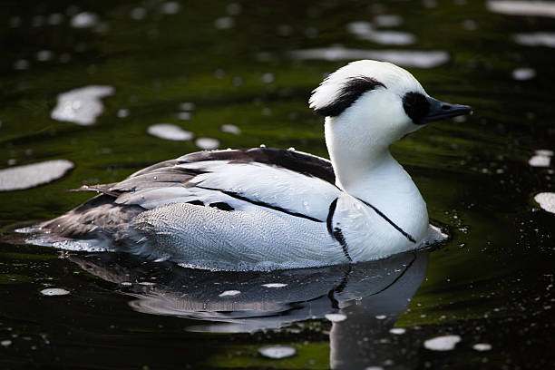 Smew Drawing 210+ Smew Fotografías de stock, fotos e imágenes libres de derechos ...