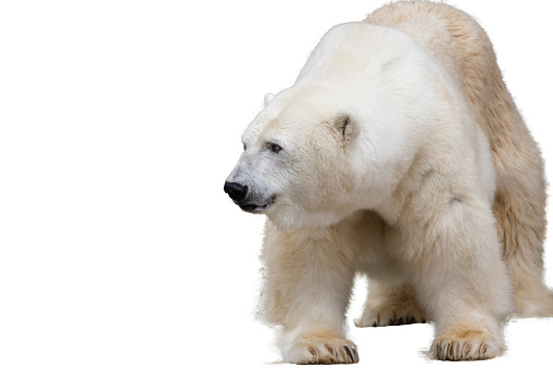 Polar Bear, White Background, Cut Out, Nature, Animal Wildlife