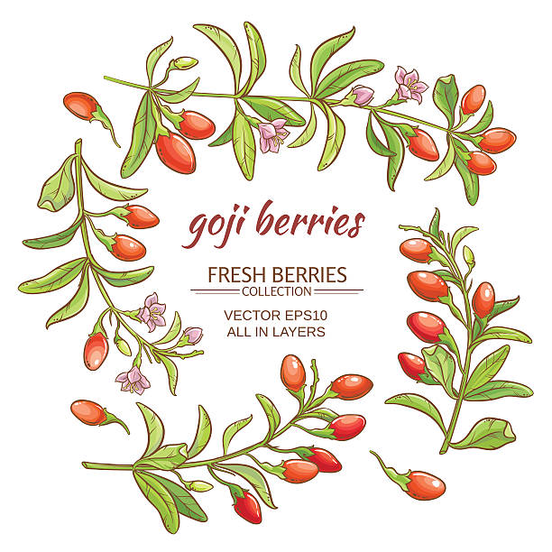 goji 산딸기류  - wolfberry berry fruit lycium asian culture stock illustrations