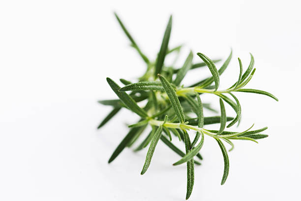 istock Twig of rosemary on a white background 596812540