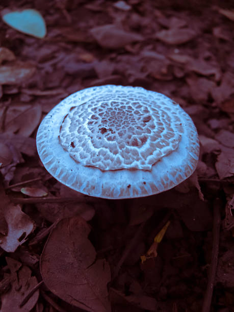 Amanita rubescens var alba, Amanita rubescens var alba, Basidiomycetes, Agaricales, Amanitaceae, Amanita, India. This mushroom is a white, stocky variety of the well known "blushing" species, Amanita rubescens. amanita rubescens stock pictures, royalty-free photos & images