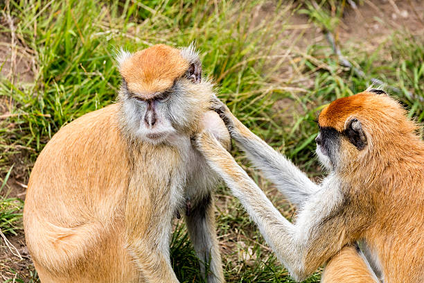 Two Patas Monkeys Take Care Each Other